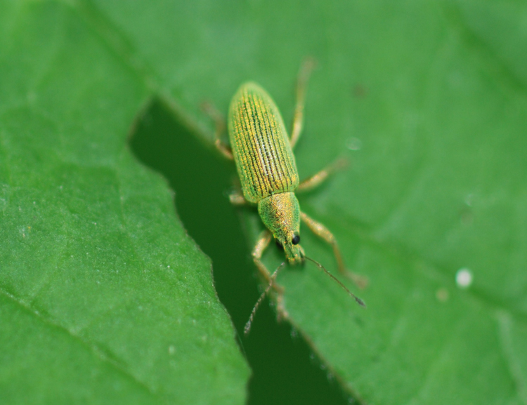 Polydrusus formosus - Curculionidae